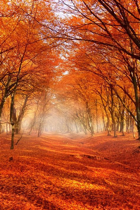 Beautiful Fall Scenery Orange Leaves Scattered Across An