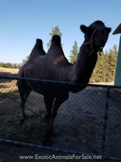 The dromedary camel which has one hump and bactrian which have two humps. Proven Bactrian Camel Female for Sale