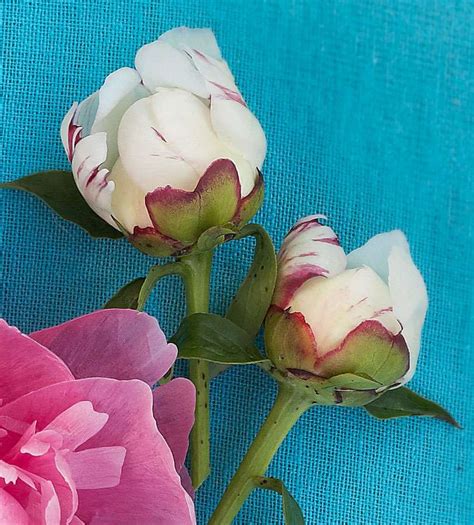 How To Grow Peonies Midwest Living