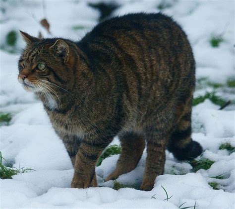 Numbering As Few As 35 Pure Scottish Wildcats Face Extinction Through