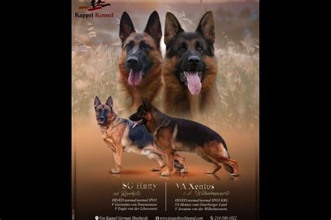 Texas Showline Gsd German Shepherd Dog Puppies For Sale Born On 12