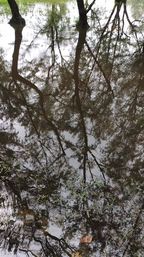 Trees Reflection On The Water · Free Stock Video