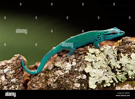 Electric Blue Day Gecko Lygodactylus Williamsi Stock Photo Alamy
