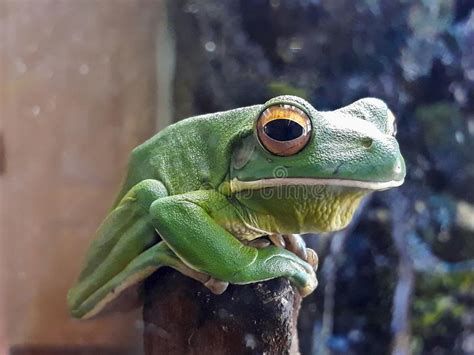 131 Funny Green Frog Big Eye Stock Photos Free And Royalty Free Stock