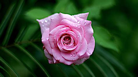 Wallpaper Rose Wet Bloom Drops Dew Leaves Pink Close Up Hd Picture Image