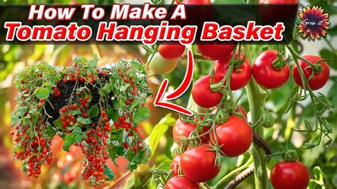 Hanging Tomatoes How To Make A Tomato Hanging Basket Grow Upside