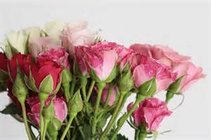Bouquet Of Pink Roses Hd Desktop Wallpaper Widescreen High