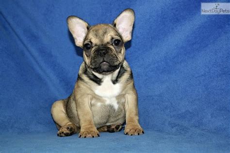Proven reputable breeders with hundreds of healthy purebred the frenchie is very much a people loving breed, and does not do well being left alone for long periods, as they can suffer from separation anxiety. This Is A Furry Blue French Bulldog Puppy He Has A | Dog ...