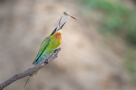 The Blue Tailed Bee Eater