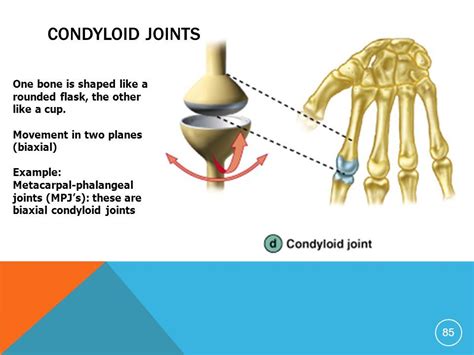 Image Result For Condyloid Joint Joint Synovial Joint Body My XXX Hot