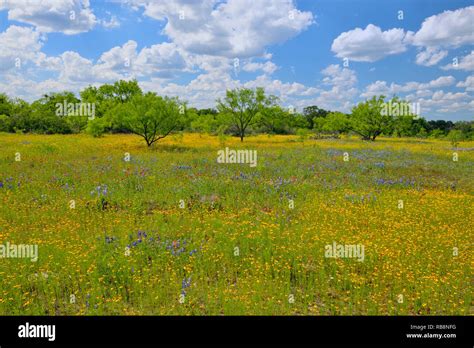 Texas Hill Country Wildflowers Along The Road Hi Res Stock Photography