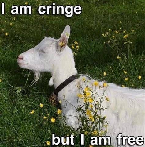 I Am Cringe But I Am Free Goat I Am Cringe But I Am Free Know Your Meme