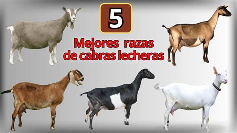 Las 5 Razas De Cabras Lecheras Mas Conocidas En El Mundo Vidoe