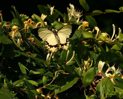 Papilio Dardanus African Swallowtail Butterfly