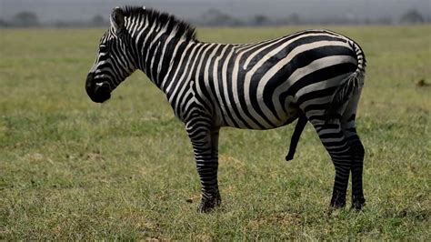 Mating Seasons For Zebras In Amboseli Youtube