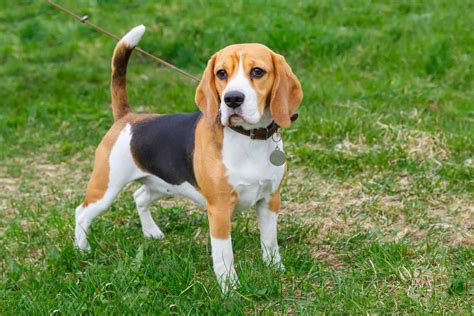 Beagles As Pets Cost Life Expectancy And Temperament Embora Pets