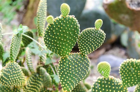 Types Of Cactus Plants And How To Take Proper Care Of Your Own
