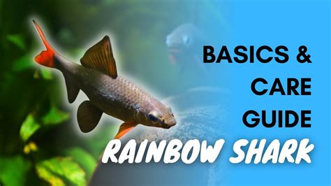 Rainbow Shark Basics And Care Guide Youtube