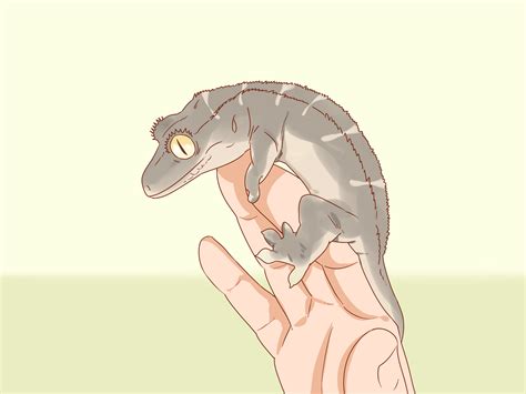 How To Care For A Crested Gecko 15 Steps With Pictures