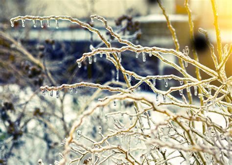 Frozen In Ice Tree Branches Iced Trees Stock Image Image Of Rain
