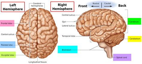 Human Brain Anatomy And Function Cerebrum Brainstem