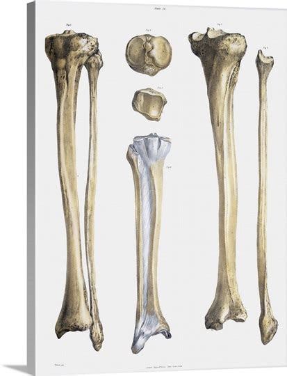 However, sometimes they can become injured. Lower leg bones and ligaments Photo Canvas Print | Great Big Canvas