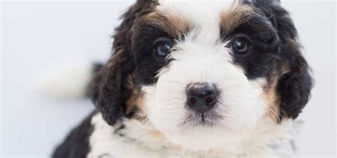 Go to my profile and you can find all about dogs and puppies material. Bernedoodle lifespan: how long do Bernedoodles live ...