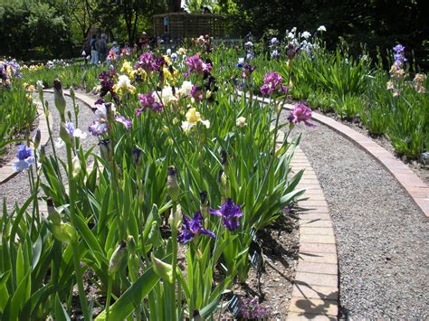 Iris And Other Flower Gardens Iris Garden Flower Garden Iris