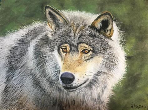 Grey Wolf Painting By Joan Koser Pixels