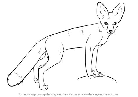 Learn How To Draw A Kit Fox Wild Animals Step By Step Drawing Tutorials
