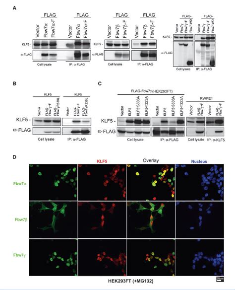 Figure 1 From The Fbw7 Tumor Suppressor Targets Klf5 For Ubiquitin