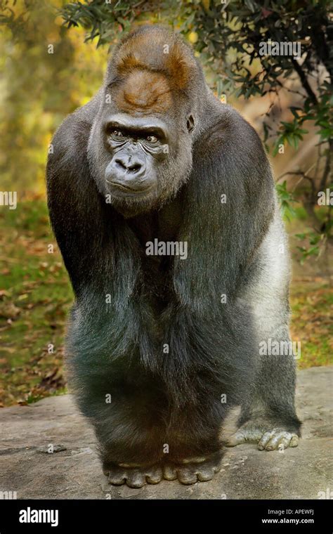 Gorilla Adult Male Silverback Full Body Standing With Knuckles On