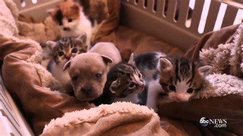 Orphaned Puppy Adopted By Mother Cat Youtube