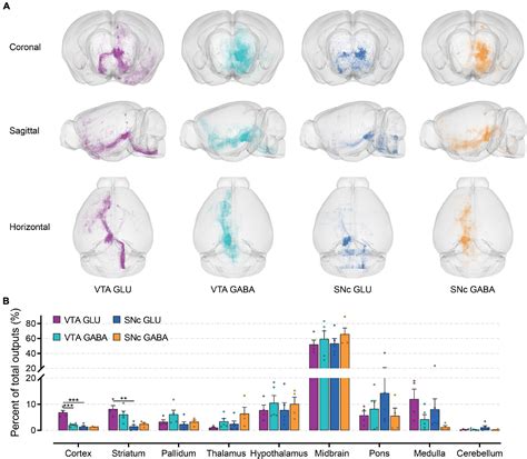 Frontiers A Whole Brain Connectivity Map Of Vta And Snc Glutamatergic