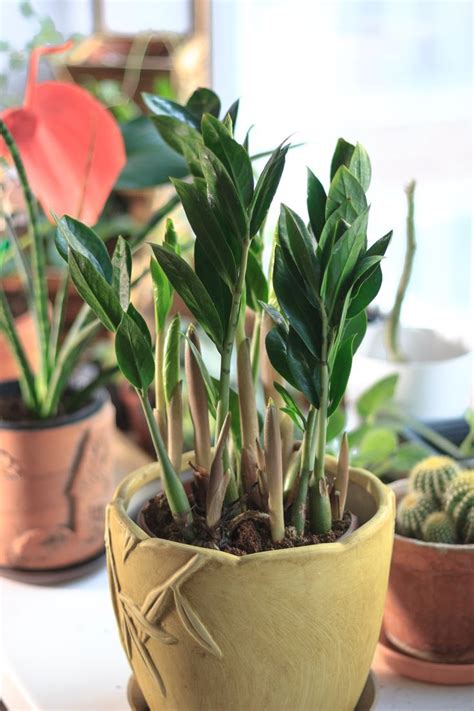 Jul 02, 2019 · zz plants are are a lot like succulents and therefore are drought tolerant. Everything You Need to Know About Your ZZ Plant | Plants ...