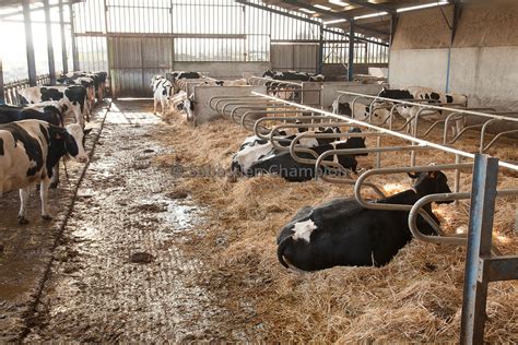 Photographie Vaches Laitieres De Race Holstein Couchees Dans Une