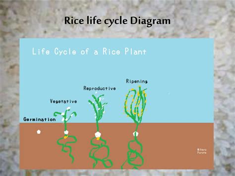Life Cycle Diagram Of Rice