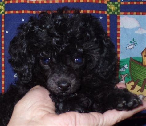 Beautiful Female Toy Poodle Lilly For Sale In New Albany Indiana