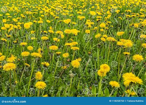 A Group Of Yellow Dandelions Grow On A Green Background Stock Photo