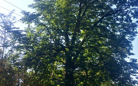 Horse Chestnut Yale Nature Walk