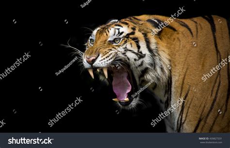 27840 Tiger Roar Images Stock Photos And Vectors Shutterstock
