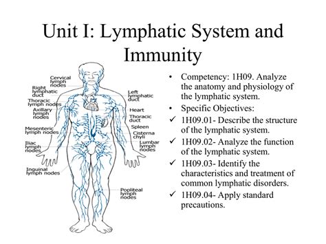 Describe The Structure And Function Of The Lymphatic System