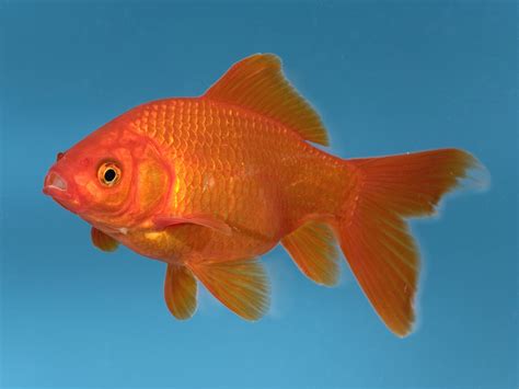 Man Splashes Out £300 On Vet Bill For Beloved Office Goldfish Suffering