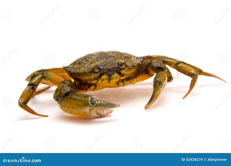 Crab On White Stock Photo Image Of Claw Crabbiness 52428274