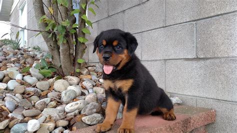 Your rottweiler puppies stock images are ready. Rottweiler Puppies For Sale | Cut Off, LA #310596