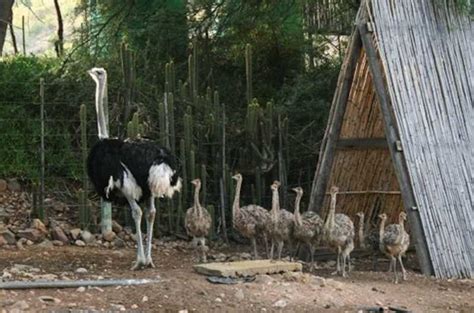 Oudtshoorn Guided Ostrich Farm Tour Getyourguide