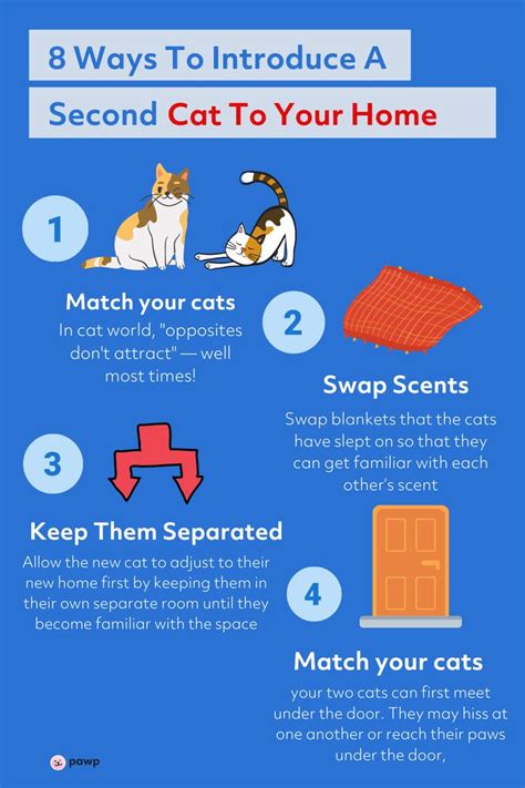 How To Introduce A Second Cat To Your Home — Safely And Happily