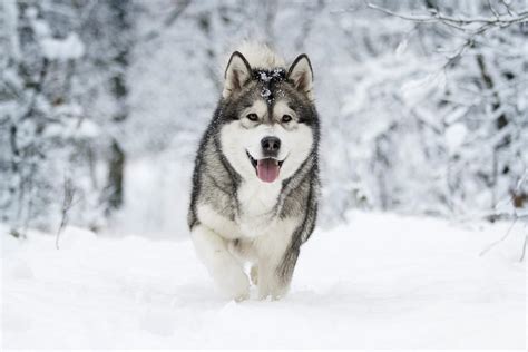 The 16 Best Dog Breeds For Cold Weather Climates