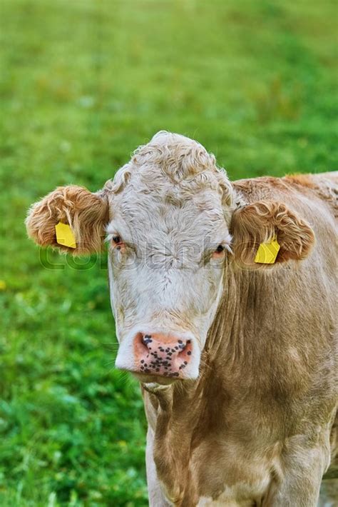 Portrait Of Dairy Cattle In The Stock Image Colourbox