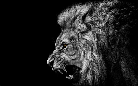 We have thousands of gorgeous background. anime, Black, White, Lion, Black Background, Selective ...